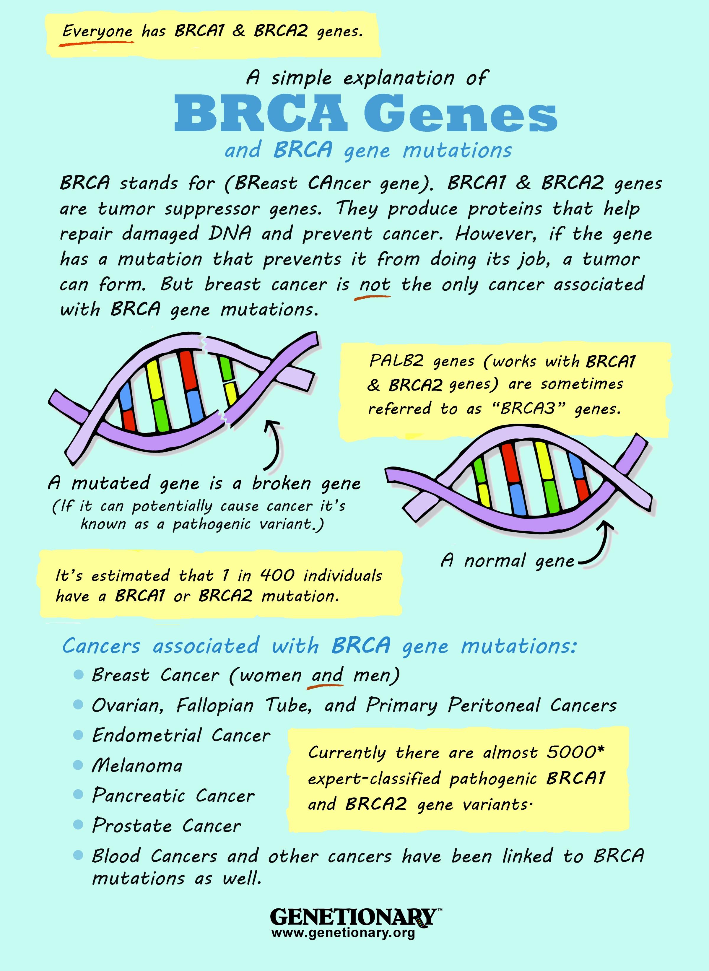 BRCA Genes Explained